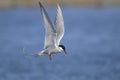 Arctic tern, sterna paradisaea