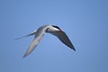 Arctic tern, sterna paradisaea