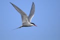 Arctic tern, sterna paradisaea Royalty Free Stock Photo