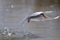 Arctic tern, sterna paradisaea