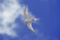 ARCTIC TERN sterna paradisaea, ADULT IN FLIGHT, AUSTRALIA Royalty Free Stock Photo