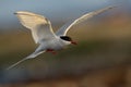 Arctic Tern - Sterna paradisaea