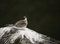 Arctic Tern - Sterna paradisaea Royalty Free Stock Photo