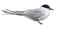 Arctic tern Sterna paradisial bird vector illustration. Royalty Free Stock Photo