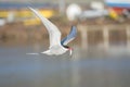 Arctic tern Sterna paradisaea carrying a fish with a harbour on the background in a summer day in Iceland