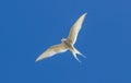 Arctic Tern - Sterna paradisaea Royalty Free Stock Photo