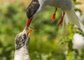 Arctic Tern / sterna paradisaea Royalty Free Stock Photo