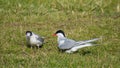 Arctic tern Sterna paradisaea feeding its chick.