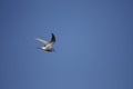 Arctic Tern flying around searching for food Royalty Free Stock Photo