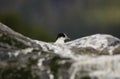 Arctic Tern - Sterna paradisaea Royalty Free Stock Photo
