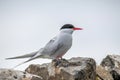 Close up of Arctic tern Sterna paradisaea in nature