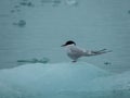 Arctic Tern, Sterna paradisaea, perched on ice in the arctic Royalty Free Stock Photo
