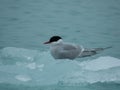 Arctic Tern, Sterna paradisaea, perched on ice in the arctic Royalty Free Stock Photo