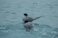 Arctic Tern, Sterna paradisaea, perched on ice in the arctic Royalty Free Stock Photo