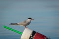 Arctic Tern on red, white and black lobster buoy on a sunny summer morning, Muscongus Bay, Maine