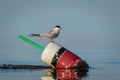 Arctic Tern on red, white and black lobster buoy on a sunny summer morning, Muscongus Bay, Maine