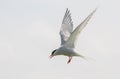 Arctic Tern in flight Royalty Free Stock Photo