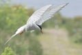 Arctic Tern in flight Royalty Free Stock Photo