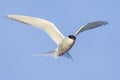 Arctic Tern - Sterna paradisaea, Shetlands, UK