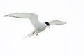 Arctic Tern - Sterna paradisaea, Shetlands, UK