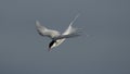 Arctic tern, Sterna paradisaea