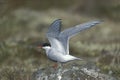 Arctic tern, Sterna paradisaea