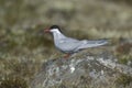 Arctic tern, Sterna paradisaea