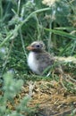 Arctic tern, Sterna paradisaea