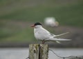 Arctic tern Sterna paradisaea sitting on a wooden stake
