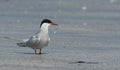 An Arctic Tern, Sterna paradisaea, standing on the beach. Royalty Free Stock Photo