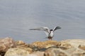 Arctic tern Sterna Paradisaea tentatively sitting on a rock with wings outstretched Royalty Free Stock Photo