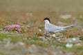 Arctic Tern, Sterna paradisaea, white bird with black cap, with Arctic landscape in background, Svalbard, Norway. Wildlife scene w