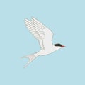 Arctic tern vector illustration on blue background. Flying white bird with red beak