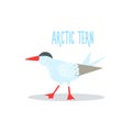 Arctic Tern Vector Illustration Royalty Free Stock Photo