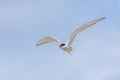 Arctic tern, Western fjords, Iceland Royalty Free Stock Photo