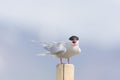 Arctic tern, Western fjords, Iceland Royalty Free Stock Photo