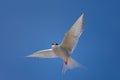 Arctic tern, Western fjords, Iceland Royalty Free Stock Photo