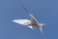 Arctic tern, Westfjords, Iceland Royalty Free Stock Photo