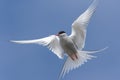 Arctic tern, Westfjords, Iceland Royalty Free Stock Photo