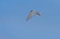 Arctic tern, Westfjords, Iceland Royalty Free Stock Photo