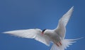 Arctic tern, Westfjords, Iceland Royalty Free Stock Photo