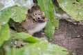 Arctic Tern young chick hides Royalty Free Stock Photo