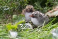 Arctic Tern young chicks Royalty Free Stock Photo