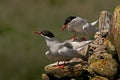 Arctic Terns