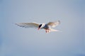 Arctic terns