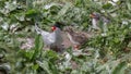 Arctic Terns with chicks Royalty Free Stock Photo