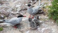 Arctic Terns with chicks Royalty Free Stock Photo