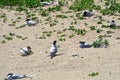 Arctic terns, Farne Islands Nature Reserve, England Royalty Free Stock Photo