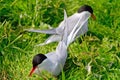 Arctic terns, Farne Islands Nature Reserve, England Royalty Free Stock Photo