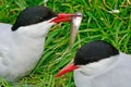 Arctic terns, Farne Islands Nature Reserve, England Royalty Free Stock Photo